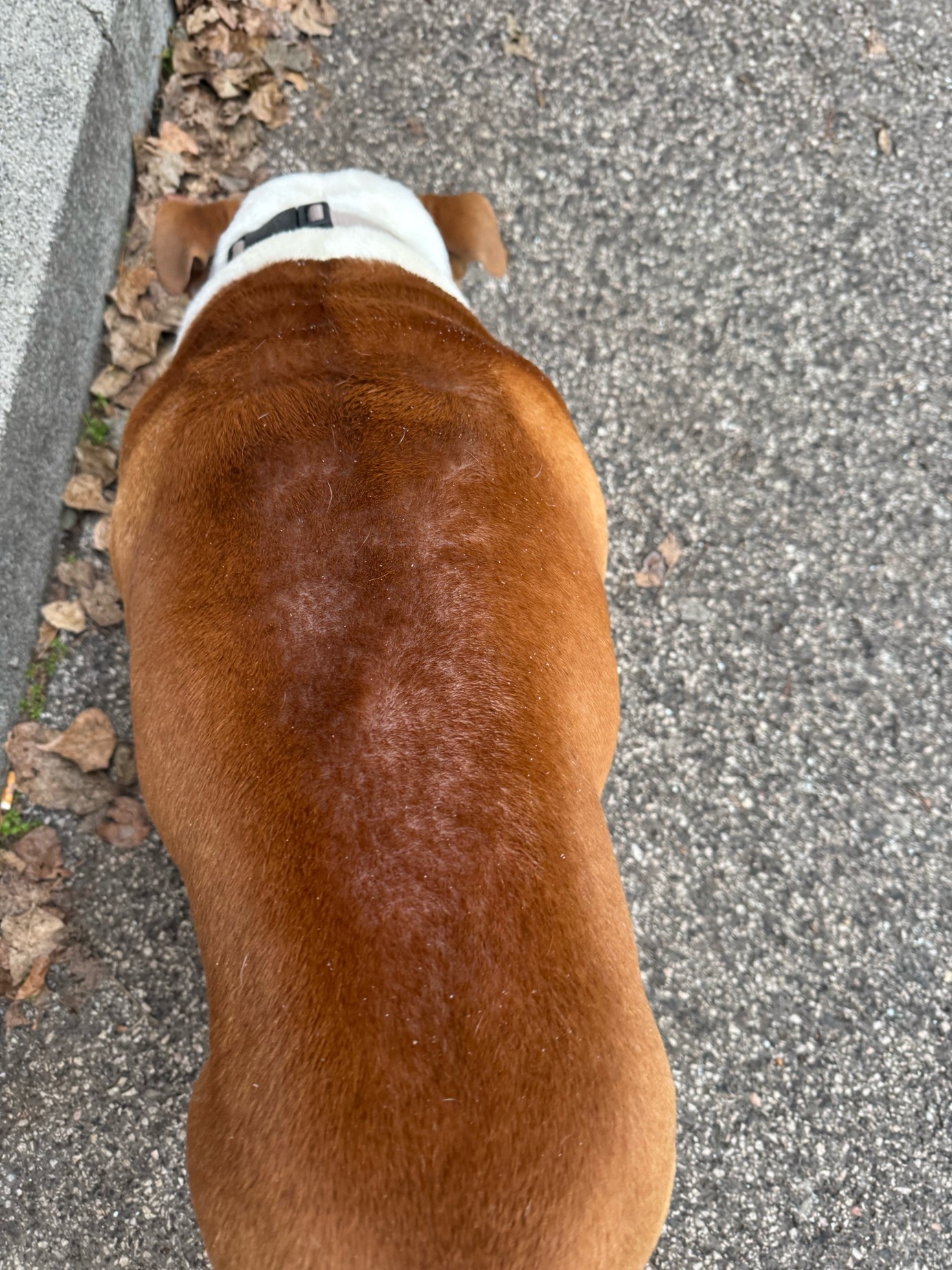 kožné problémy a alavis sampon pre psy